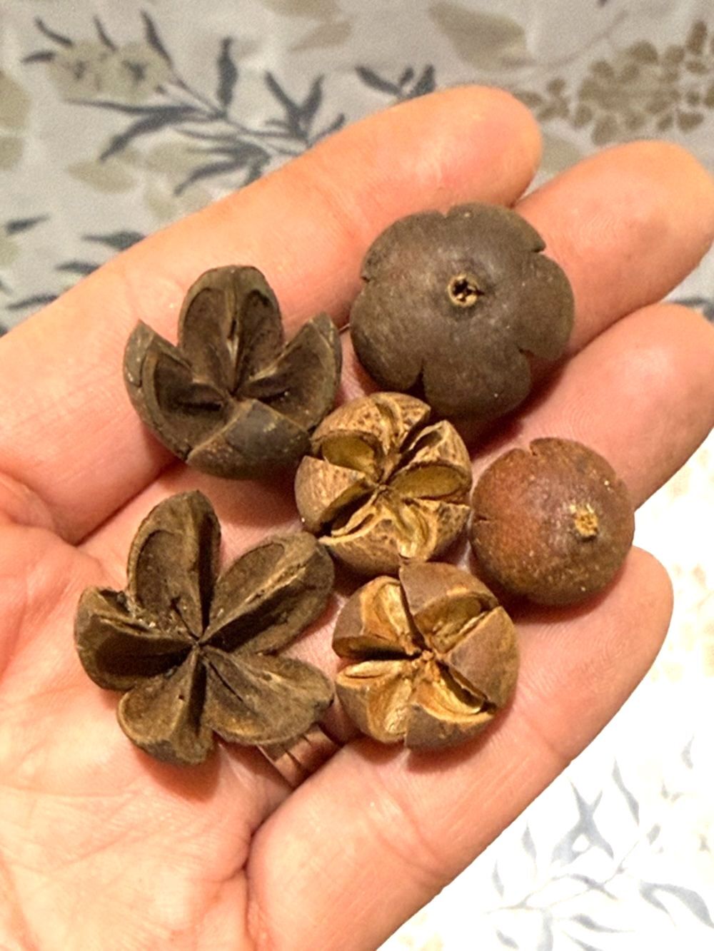 30 Natural Brown Decorative Seed Pods - Rustic Floral Accents